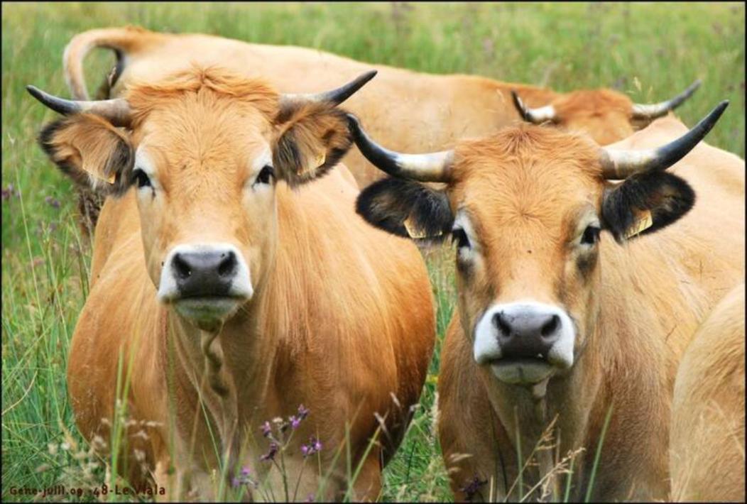 Lozere Aubrac Margeride Promo Daire Saint-Alban-sur-Limagnole Dış mekan fotoğraf